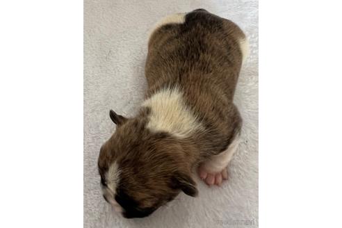 成約済の茨城県のフレンチブルドッグ-166872の4枚目