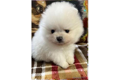成約済の愛知県のポメラニアン-167655の2枚目