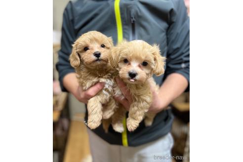 成約済の茨城県のマルプー:マルチーズ×トイプードル-167676の1枚目