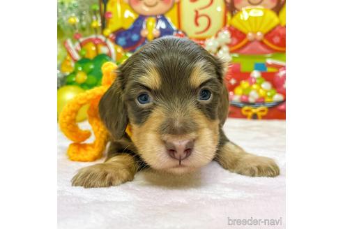 成約済の大分県のミニチュアダックスフンド(ロングヘアード)-167677の1枚目