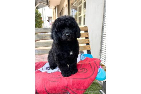 成約済の東京都のミックス犬-167682の26枚目