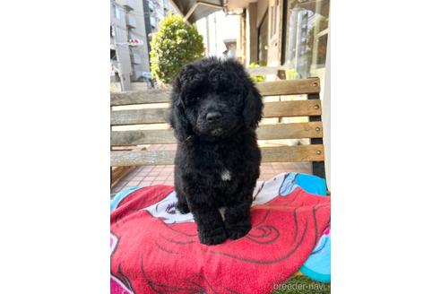 成約済の東京都のミックス犬-167682の25枚目
