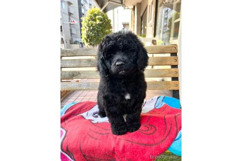 成約済の東京都のミックス犬-167682の23枚目