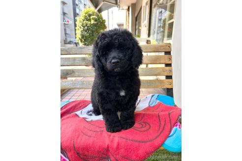 成約済の東京都のミックス犬-167682の21枚目
