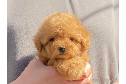 成約済の静岡県のタイニープードル-166407の1枚目