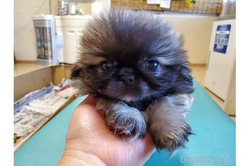 成約済の愛知県のペキニーズ-164337