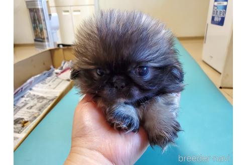 成約済の愛知県のペキニーズ-164337の5枚目