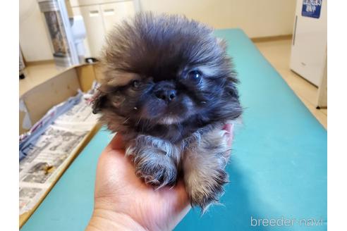 成約済の愛知県のペキニーズ-164337の6枚目