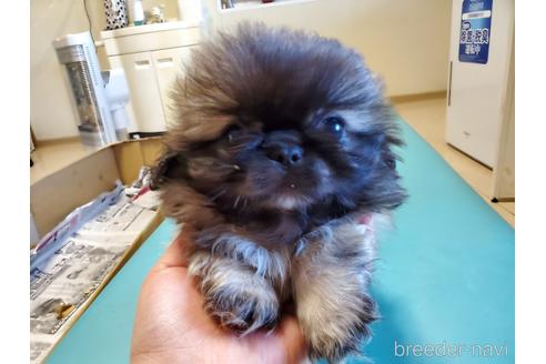 成約済の愛知県のペキニーズ-164337の7枚目