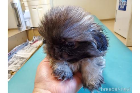 成約済の愛知県のペキニーズ-164337の4枚目