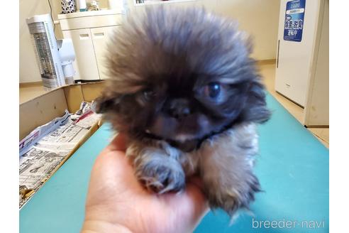 成約済の愛知県のペキニーズ-164337の3枚目