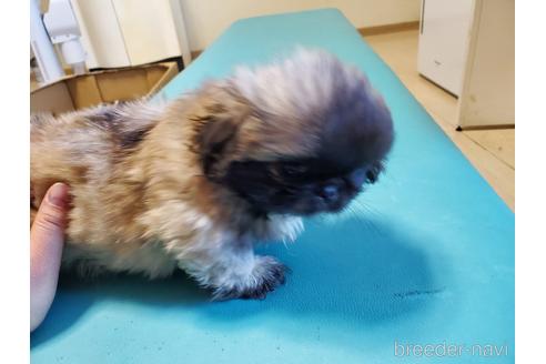 成約済の愛知県のペキニーズ-164337の2枚目