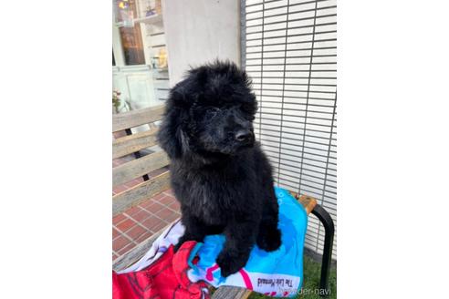 成約済の東京都のその他の犬種-160723の35枚目