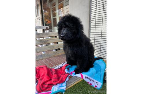 成約済の東京都のその他の犬種-160723の31枚目