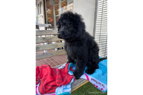 成約済の東京都のその他の犬種-160723の26枚目