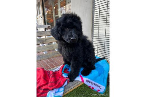 成約済の東京都のその他の犬種-160723の25枚目