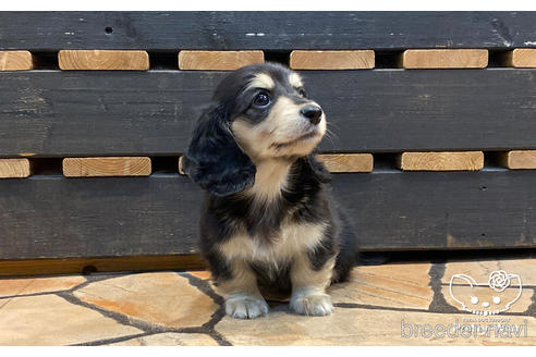 成約済の愛知県のミニチュアダックスフンド(ロングヘアード)-167702の6枚目