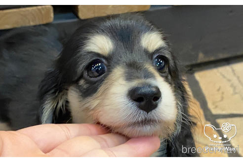 成約済の愛知県のミニチュアダックスフンド(ロングヘアード)-167702の1枚目