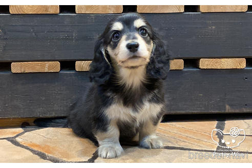 成約済の愛知県のミニチュアダックスフンド(ロングヘアード)-167702の2枚目