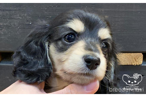 成約済の愛知県のミニチュアダックスフンド(ロングヘアード)-167702の4枚目