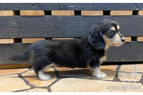 成約済の愛知県のミニチュアダックスフンド(ロングヘアード)-167702の5枚目