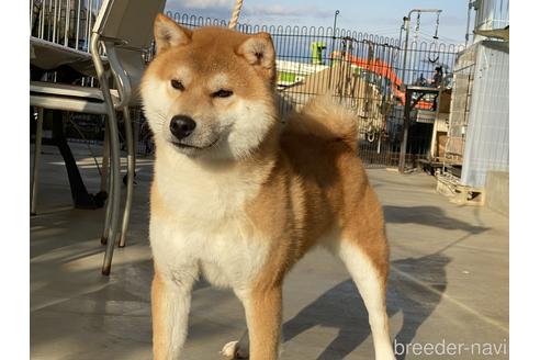 成約済の岡山県の柴犬-147894の1枚目