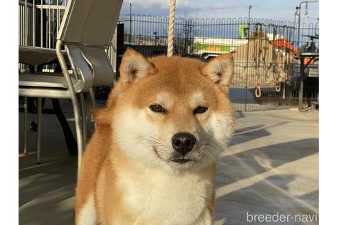 成約済の岡山県の柴犬-147894の3枚目