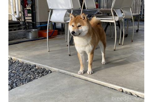 成約済の岡山県の柴犬-147894の2枚目