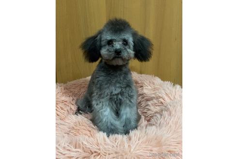 成約済の福岡県のティーカッププードル-148321の3枚目