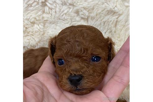 成約済の岡山県のティーカッププードル-167735の2枚目