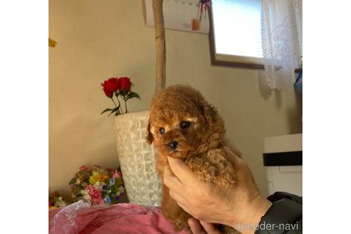 成約済の大阪府のティーカッププードル-166882の2枚目