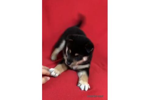成約済の沖縄県の柴犬-167759の2枚目