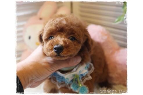 成約済の岡山県のタイニープードル-164088の1枚目