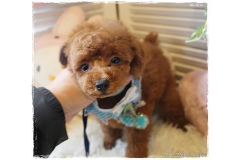 成約済の岡山県のタイニープードル-164088の3枚目