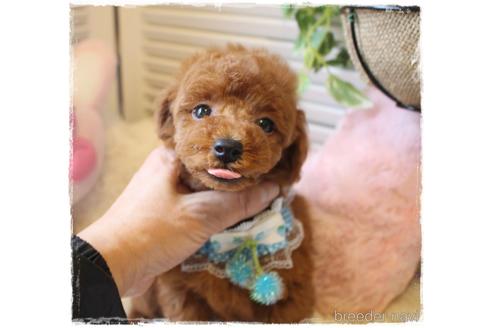 成約済の岡山県のタイニープードル-164088の2枚目