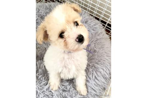 成約済の東京都のミックス犬-161295の71枚目