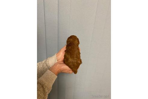 成約済の長野県のトイプードル-167803の5枚目
