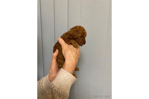 成約済の長野県のトイプードル-167803の4枚目