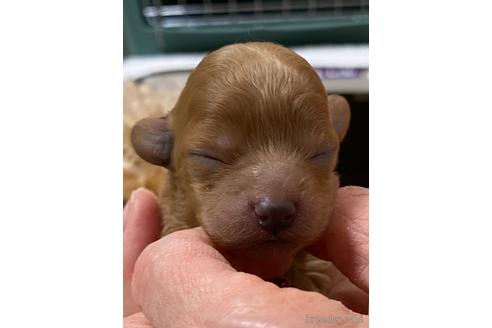 成約済の長野県のトイプードル-167803の2枚目