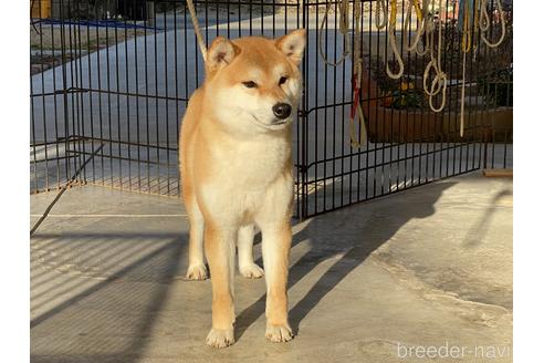 成約済の岡山県の柴犬-125784の4枚目