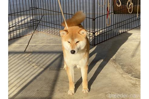 成約済の岡山県の柴犬-125784の3枚目