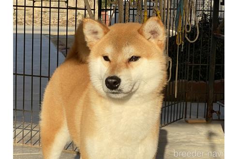 成約済の岡山県の柴犬-125784の2枚目