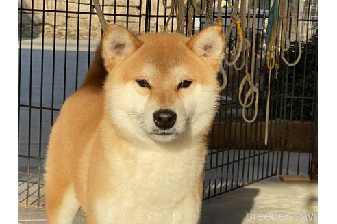 成約済の岡山県の柴犬-125784