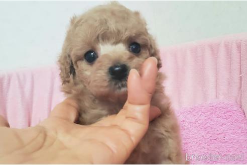 成約済の愛知県のティーカッププードル-167816の1枚目