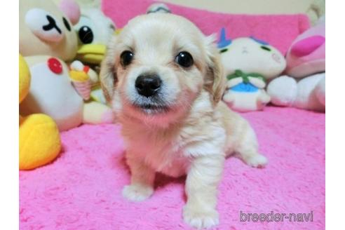 成約済の群馬県のミックス犬-167954の1枚目