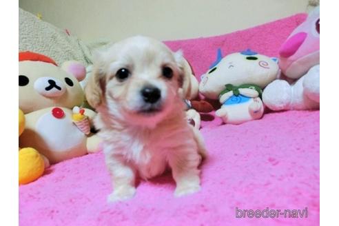 成約済の群馬県のミックス犬-167954の3枚目