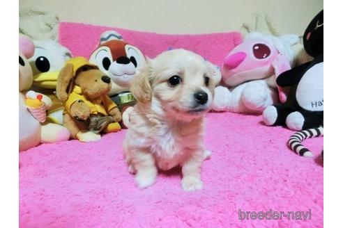 成約済の群馬県のミックス犬-167954の2枚目