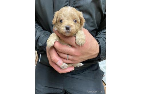 成約済の静岡県のチワプー:チワワ×トイプードル-167832の2枚目