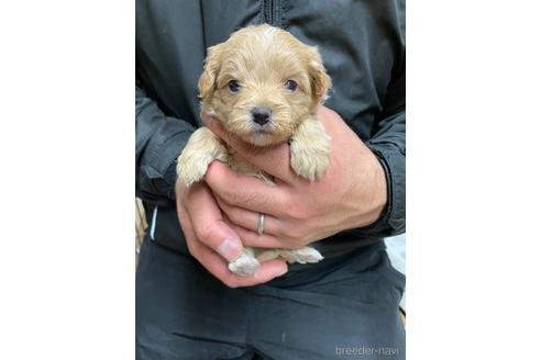 成約済の静岡県のチワプー:チワワ×トイプードル-167832の3枚目