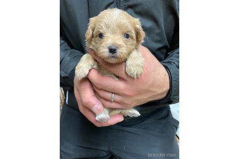 成約済の静岡県のチワプー:チワワ×トイプードル-167832の4枚目